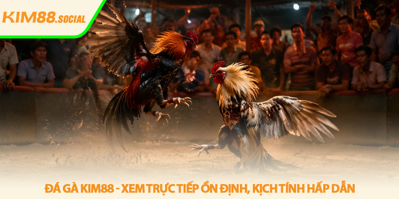 Đá gà Kim88 - Xem trực tiếp ổn định, kịch tính hấp dẫn 1 Đá gà Kim88 - Xem trực tiếp ổn định, kịch tính hấp dẫn