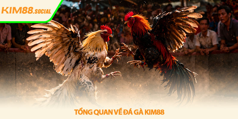 Đá gà Kim88 - Xem trực tiếp ổn định, kịch tính hấp dẫn 2 Tổng quan về Đá gà Kim88