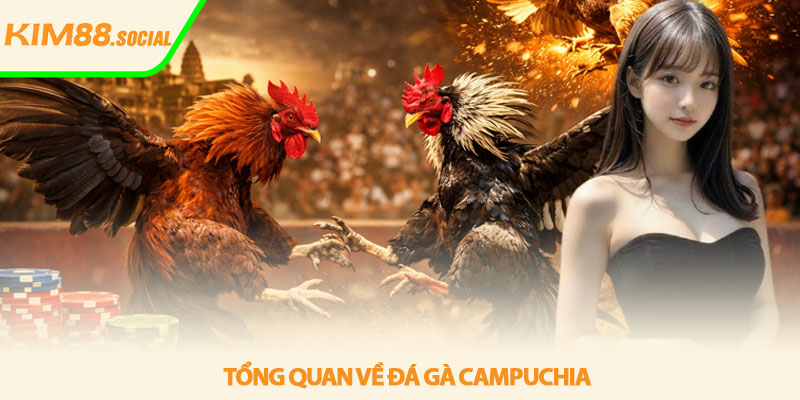Đá gà Campuchia mới nhất - Trực tiếp kịch tính tại Kim88 2 Tổng quan về đá gà Campuchia