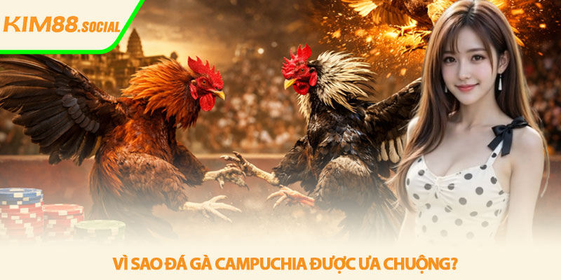 Đá gà Campuchia mới nhất - Trực tiếp kịch tính tại Kim88 3 Vì sao đá gà Campuchia được ưa chuộng?